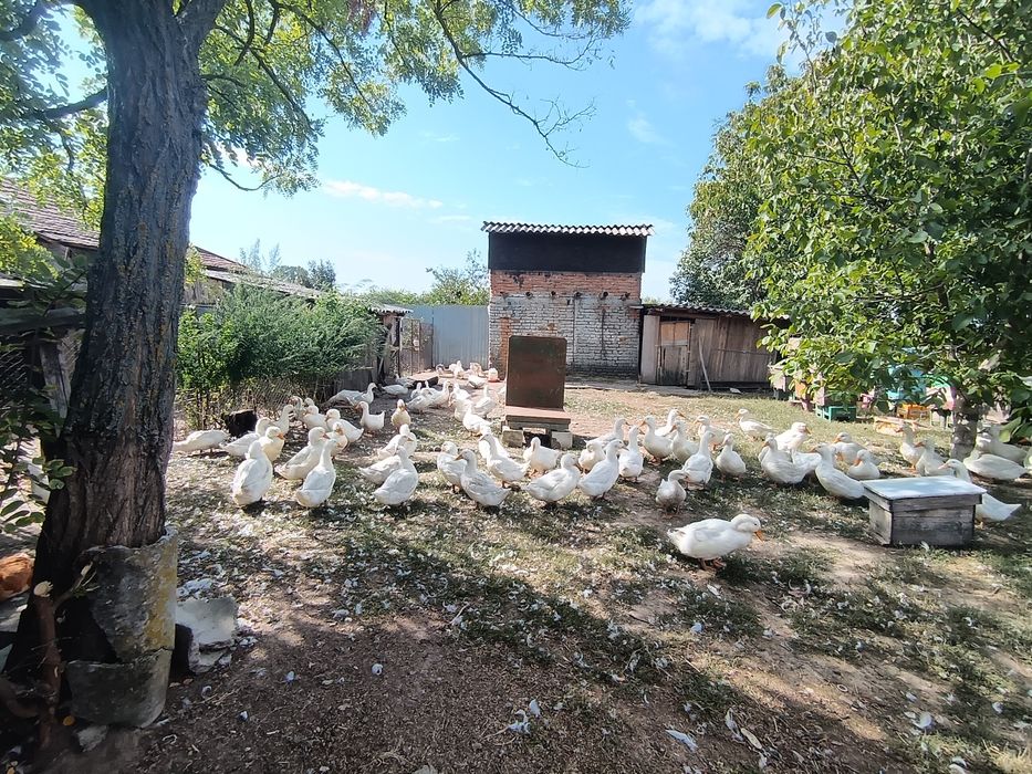 Vând rate pekin tinere