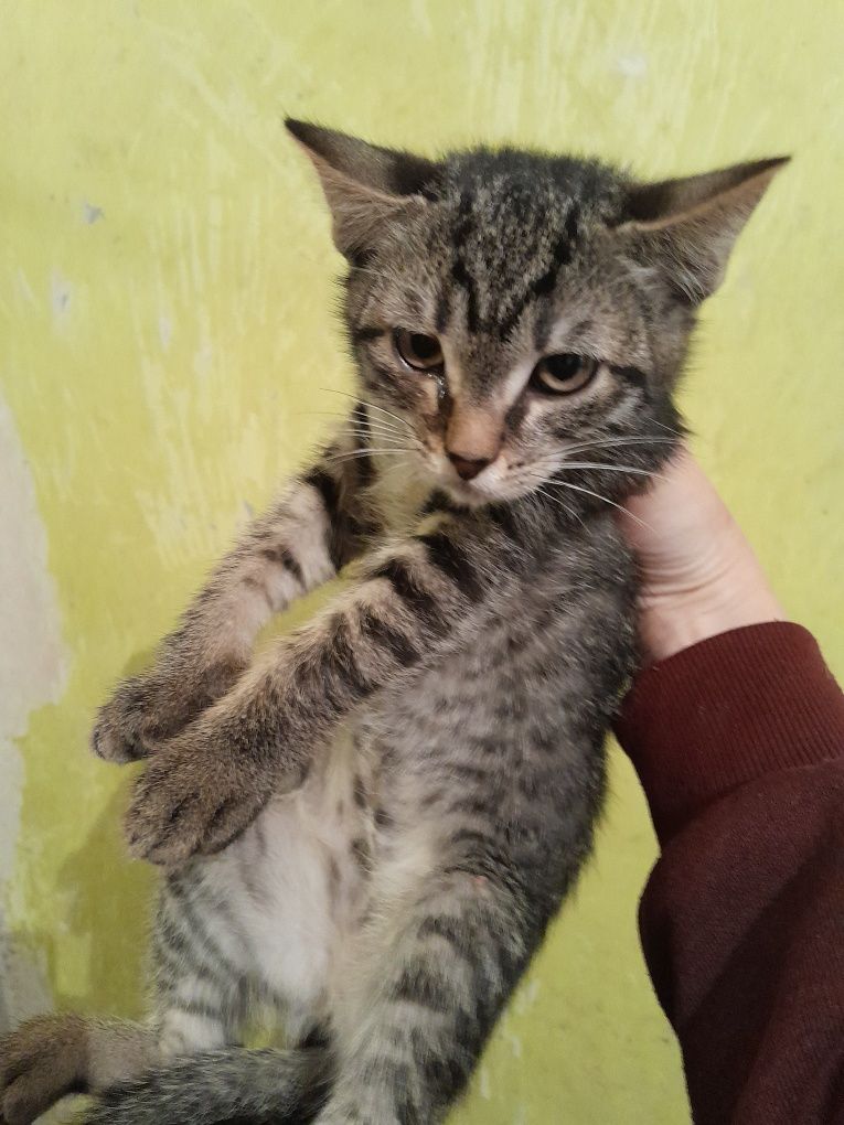 Дарю котят, 2 месяца. Срочно
