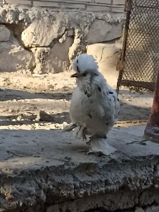 Японка тавукчалар сотилади