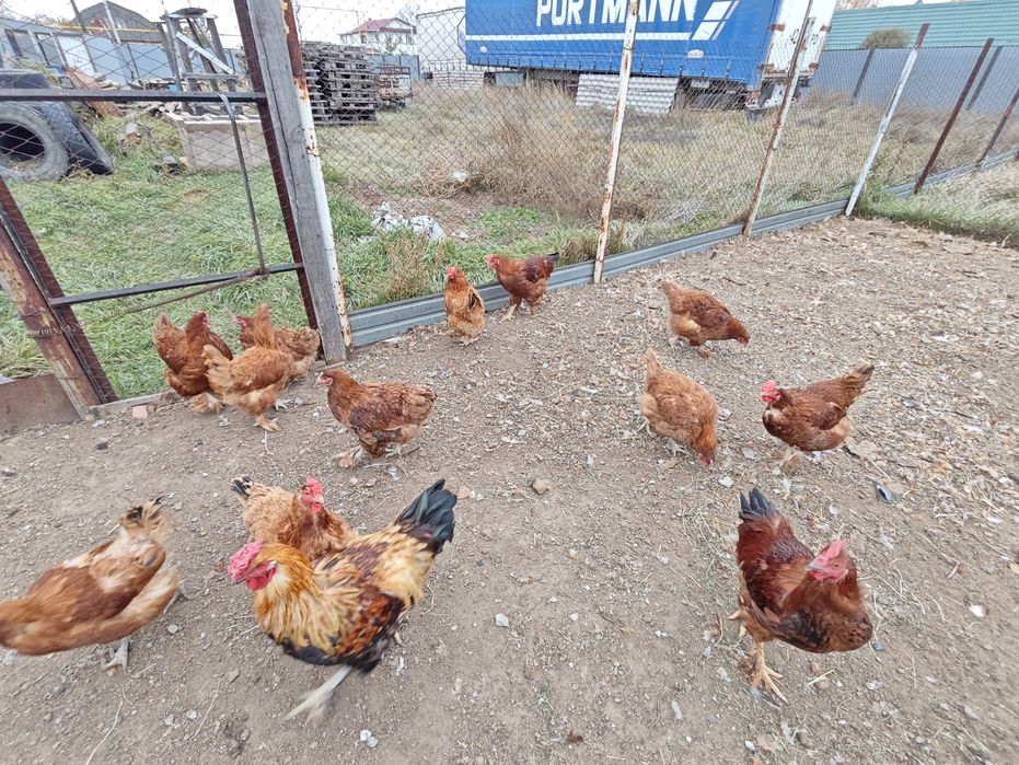 Домашние Куры- 23-24 гг.. петух- 24г.