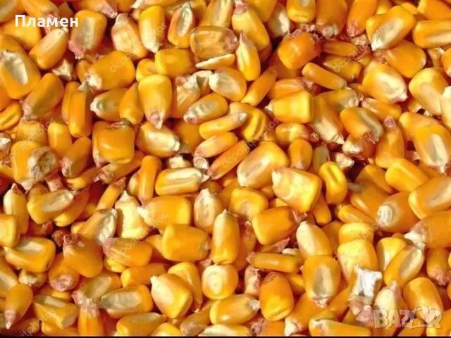 Царевица за животни