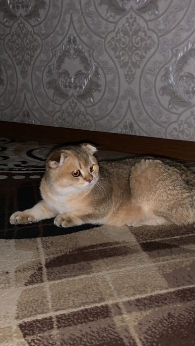 Shinshilla 6 oylik 6 месяц