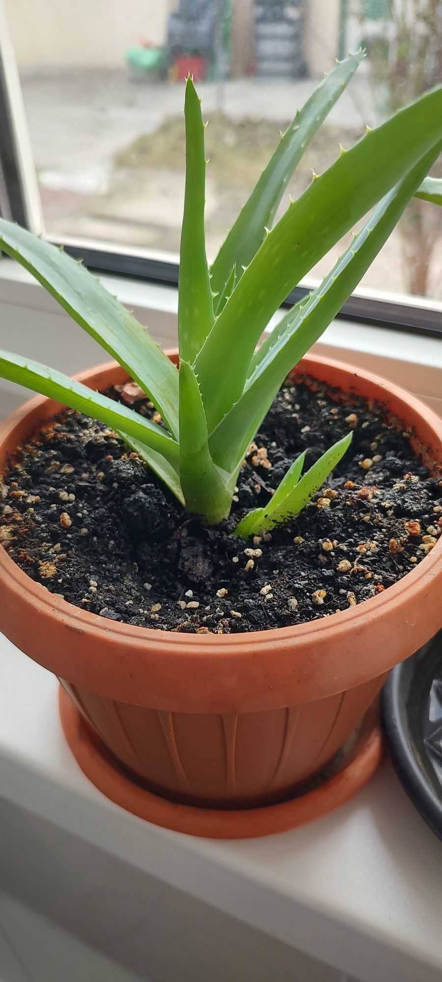 Vând 2 plante de Aloe Vera cu pui