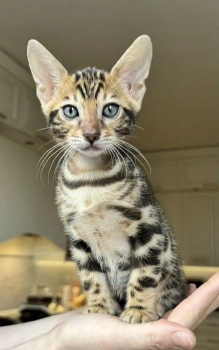 Бенгальские котята