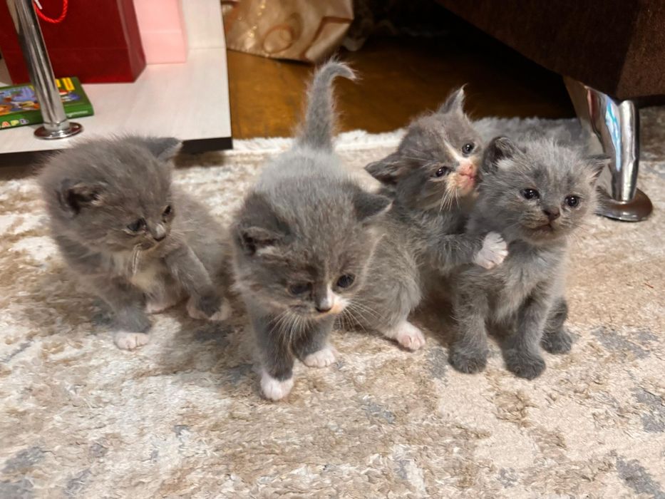 Отдам котят в добрые руки