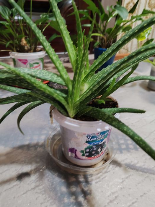 Домашние цветы, комнатные растения