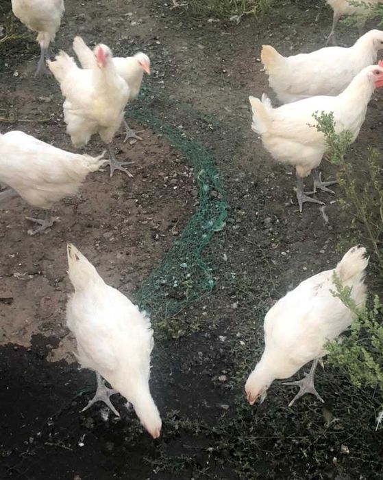 Vand gaini  Plymouth, Wyandotte auriu,Marans  La Bresse,