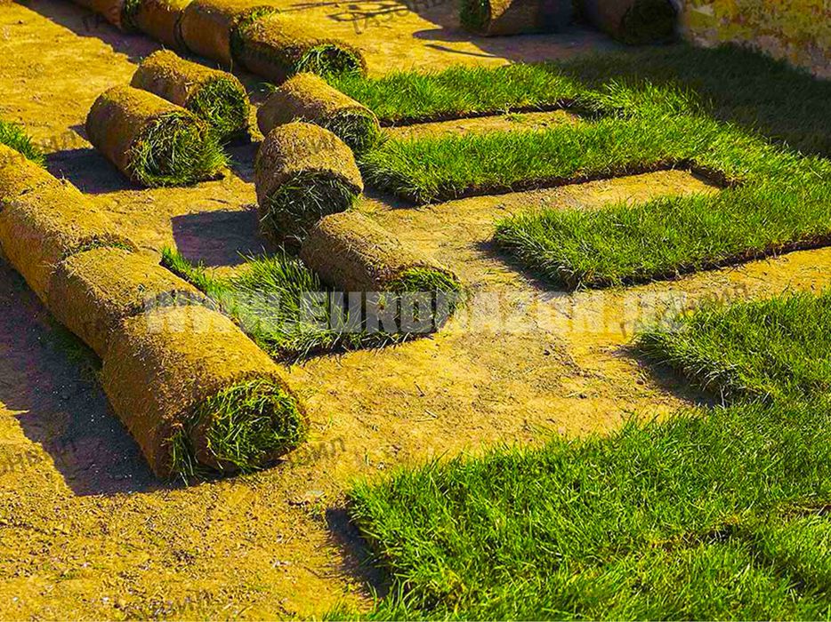 Рулонные газоны в ташкенте в ассортименте