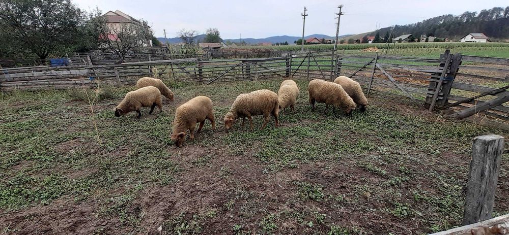 5 oi tinere si berbec