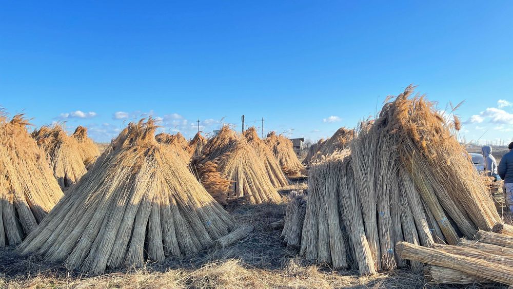 Stuf Nou/Uscat, TRESTIE, acoperiri cu Stuf (NEW REED)