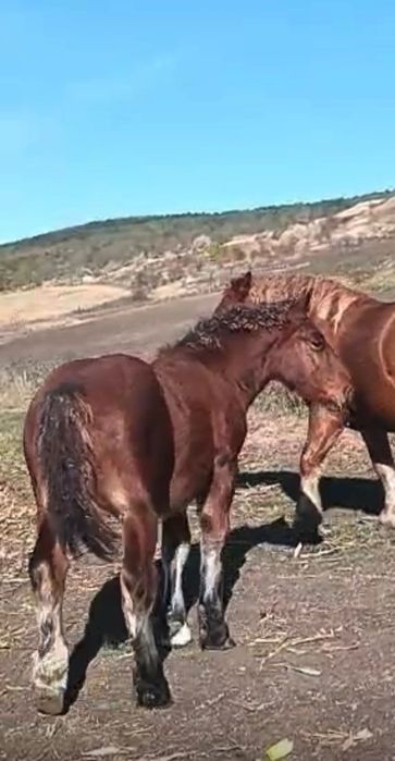 Mânz de 5 luni de vanzare