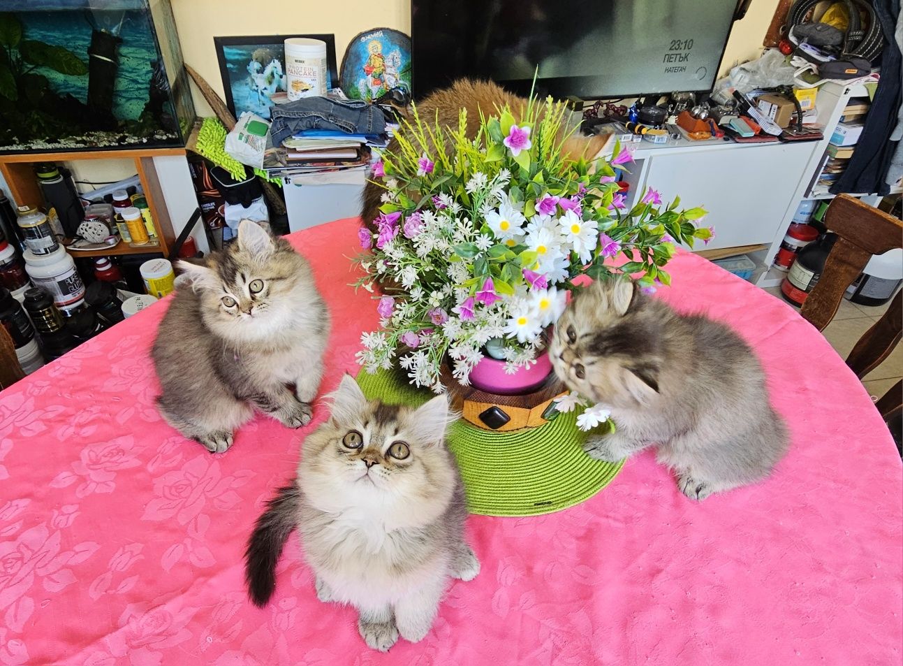 Дългокосмести златни котенца