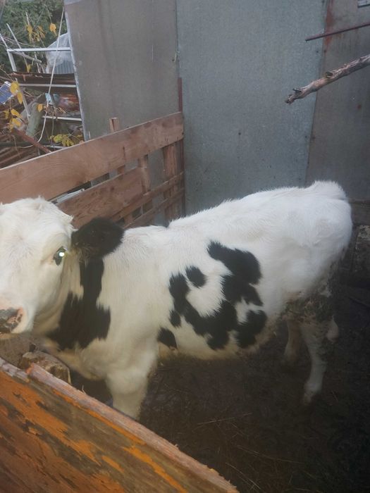 Женско теле на 5 Месеца