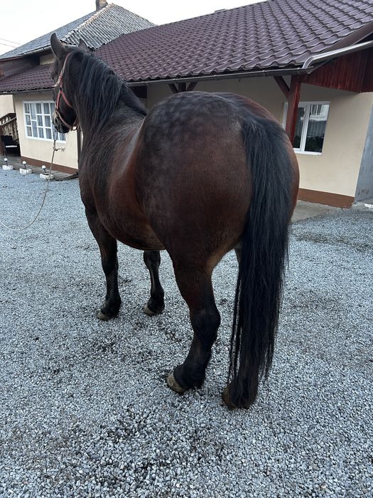 Vand iapa de 8 ani, gestanta