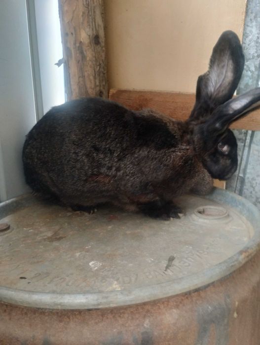 Femelă Uriaș German