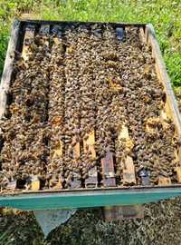 Продавам пчелни отводки