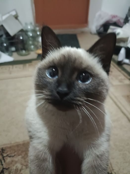 Мысык сатылады жаксы мысык