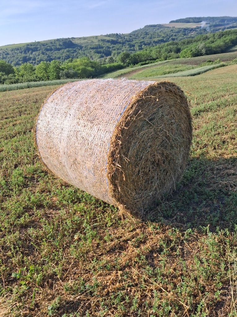 Baloți lucernă ...