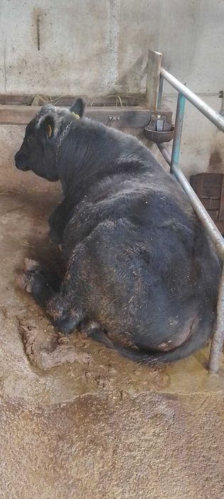 Продавам бик за разплод