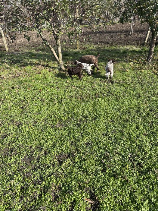 Кученцето е със  1 и 2 ваксина