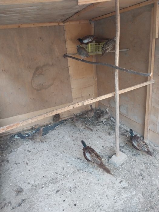 Kavkaz fazan sotiladi bahorgi jo'jalar kelishamiz barteram bo'ladi