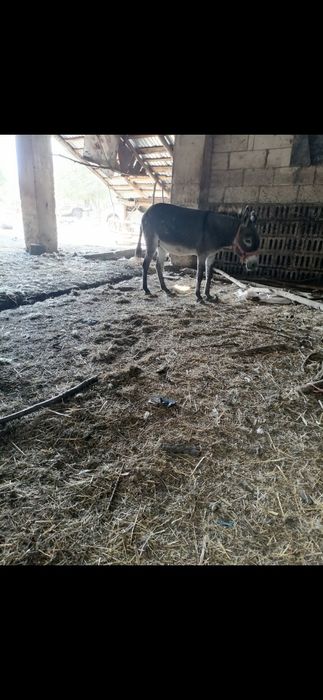 Vând măgăriță,are 8 ani