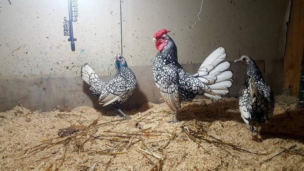 Găini sebright cauta căsuță noua