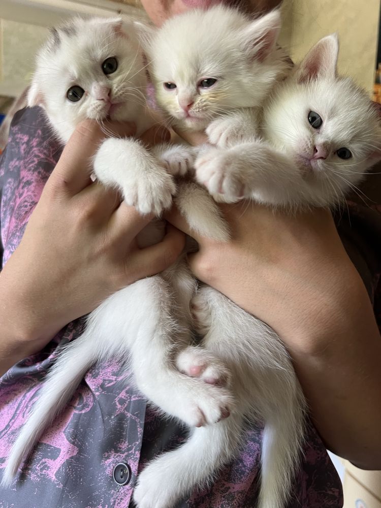Продаются персидские котята