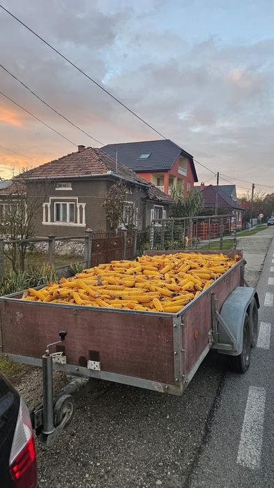 Vând porumb știulete