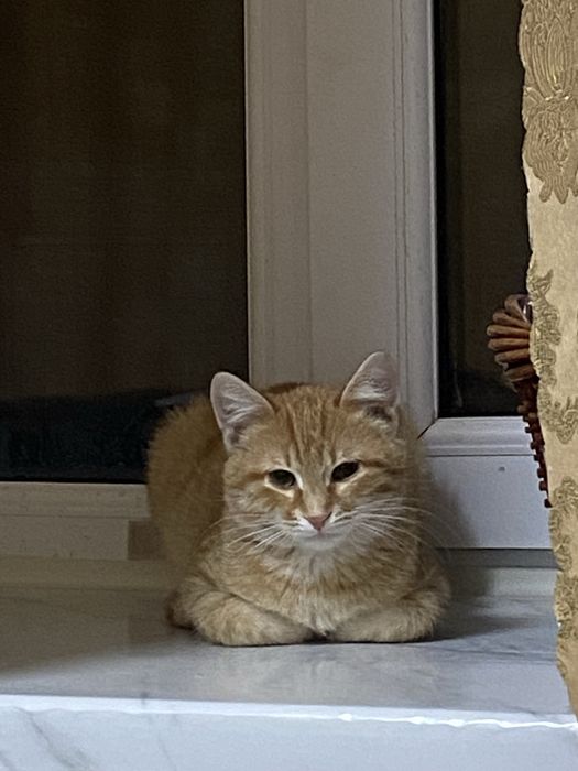 Отдам котика в добрые руки