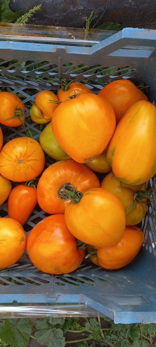 Продам помидоры.