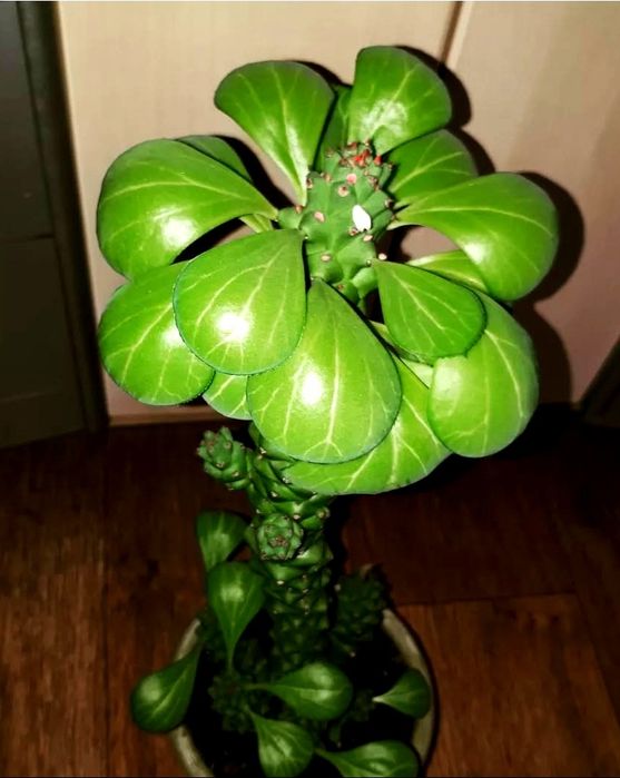 Монадениум Суккуленты  Комнатные цветы