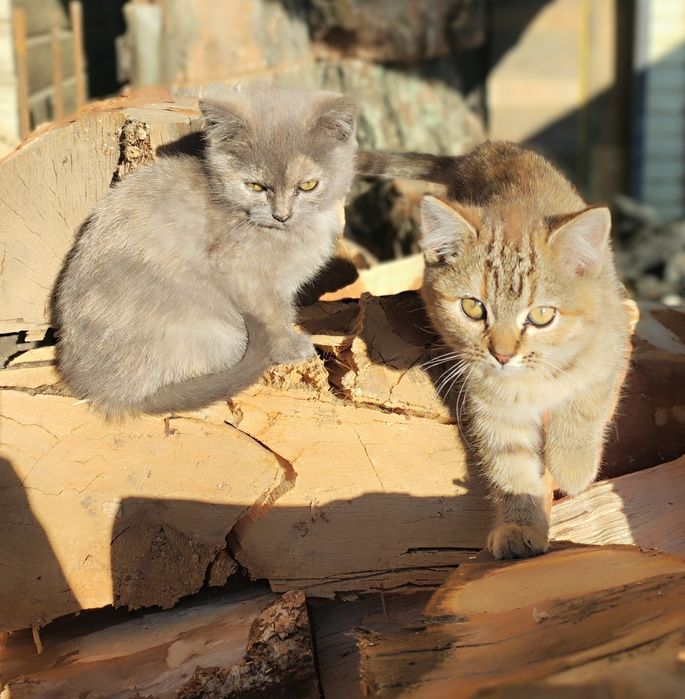 Отдам котят в хорошие руки