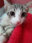 Adoptie pui de pisica alb
