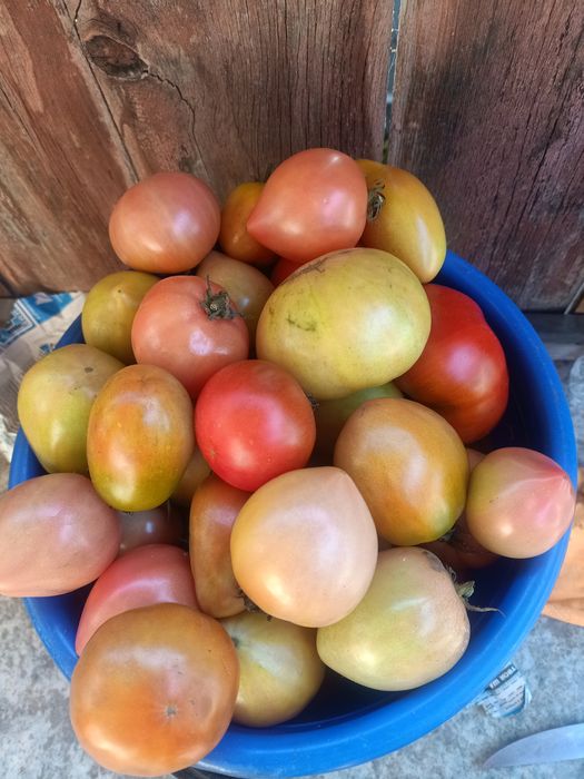 Продам дачные помидоры