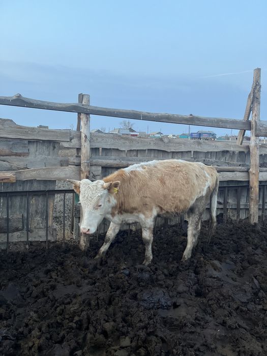 Продается 10 голов бычки