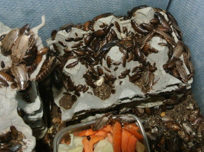 Мраморный таракан