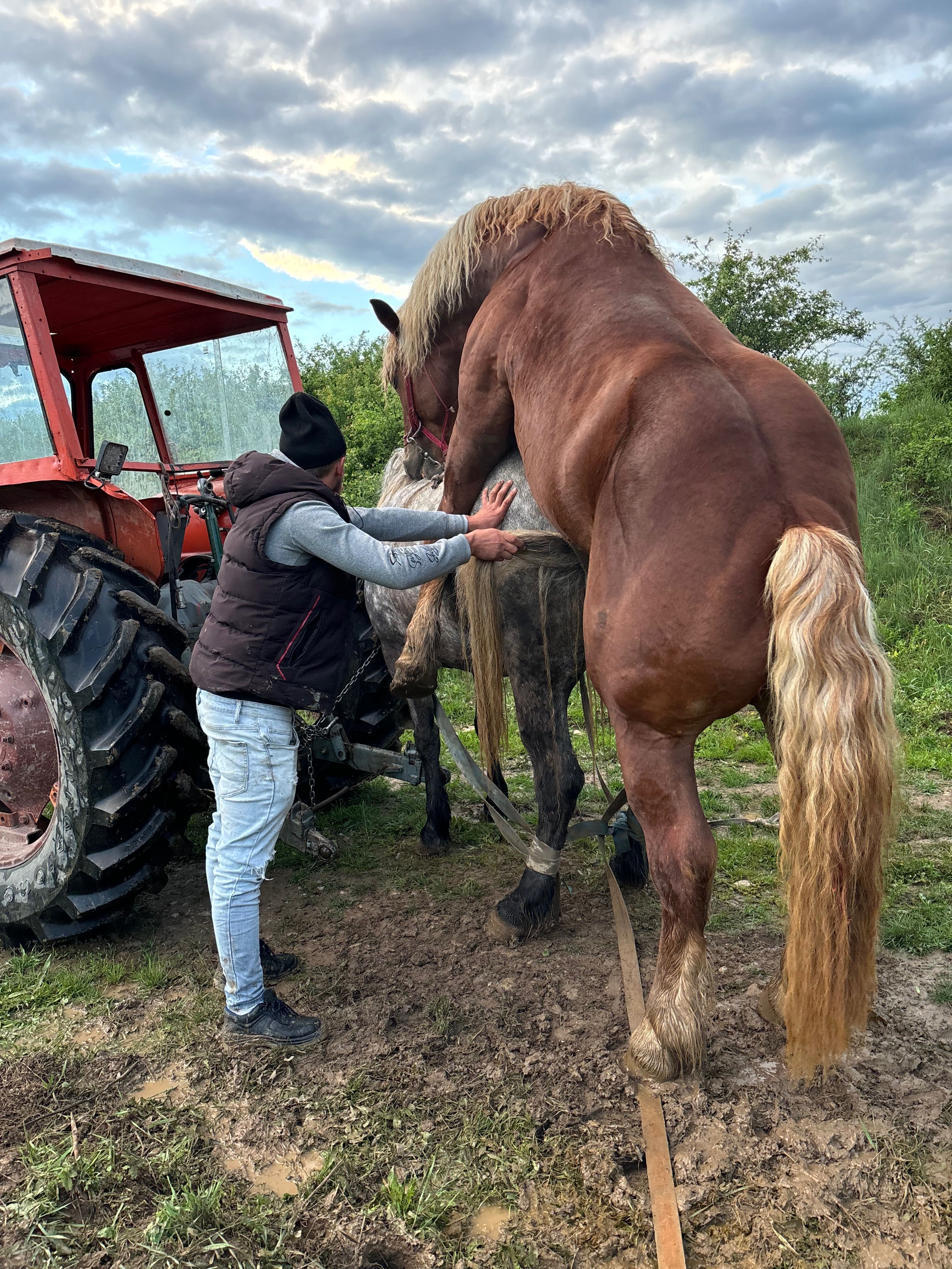 Armăsar de vânzare !