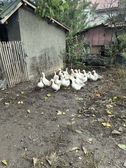 Rate pekin (tineret)