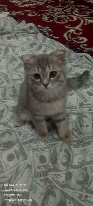 Мушукча сотилади жуда акили