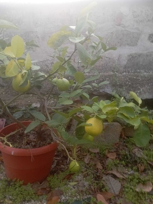 Дръвче лимон на 4 години вече с плодове