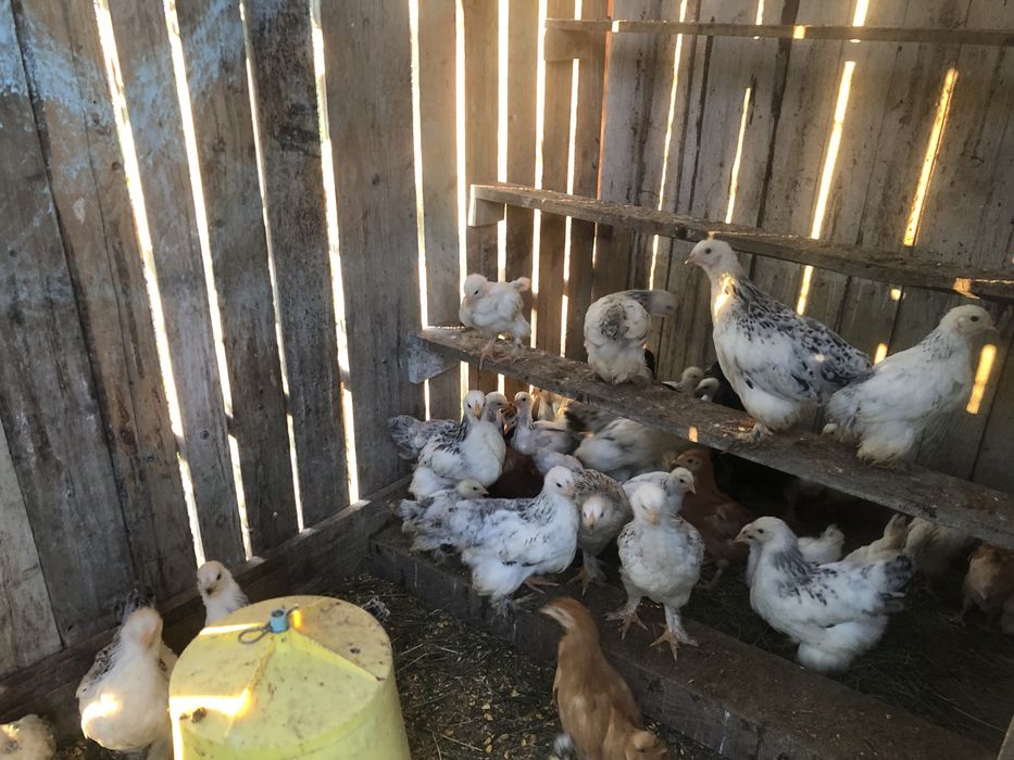 Gaini brahma wiandotte Susex Combatant indian