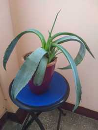 Planta de apartament sau birou Aloe Vera
