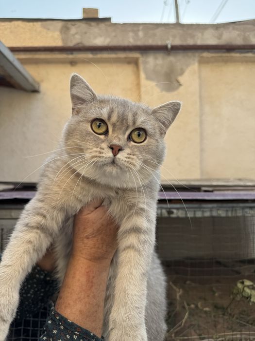 Продается котенок шиншила