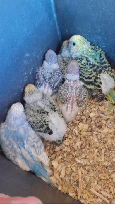 Perusi , agapornis, papagali pui