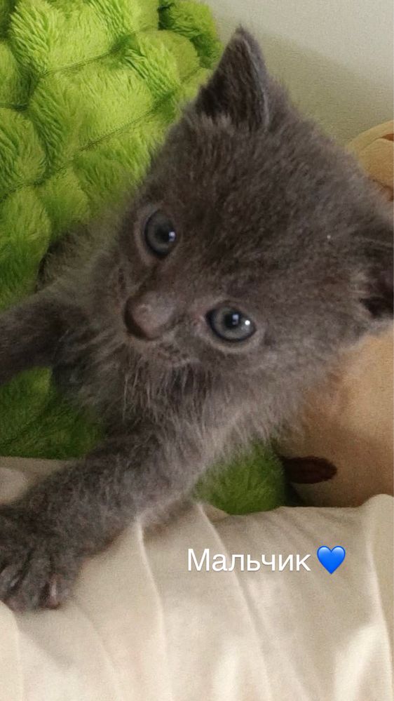 Котята только  в добрые руки!!!
