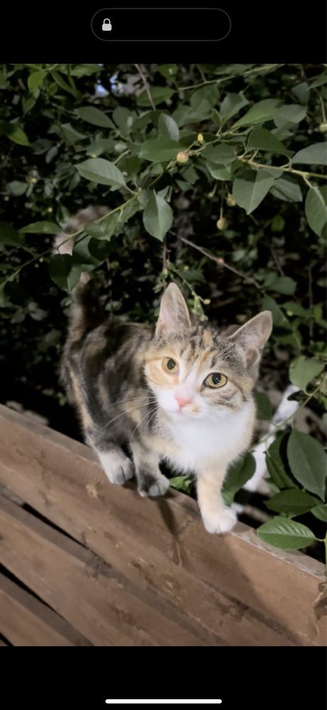 Отдам 3 цветную кошку