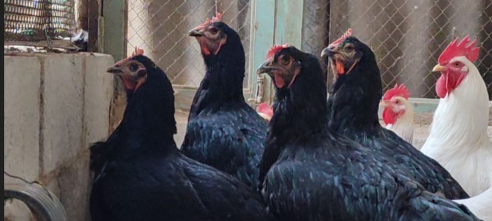 Гигант корашахзода жужа хурозлари сотилади