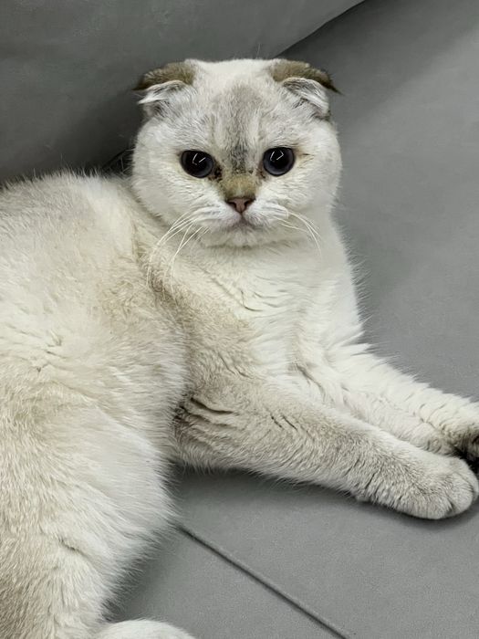 Шотландская вислоухая кошка (скотиш-фолд)