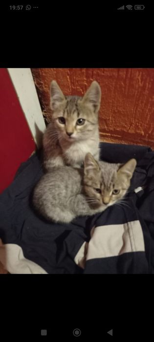 Отдам даром котика и кошечку